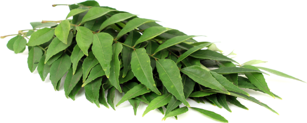 CURRY LEAVES SMALL BUNCH